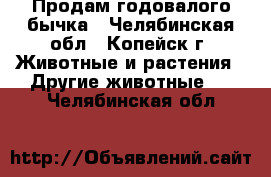 Продам годовалого бычка - Челябинская обл., Копейск г. Животные и растения » Другие животные   . Челябинская обл.